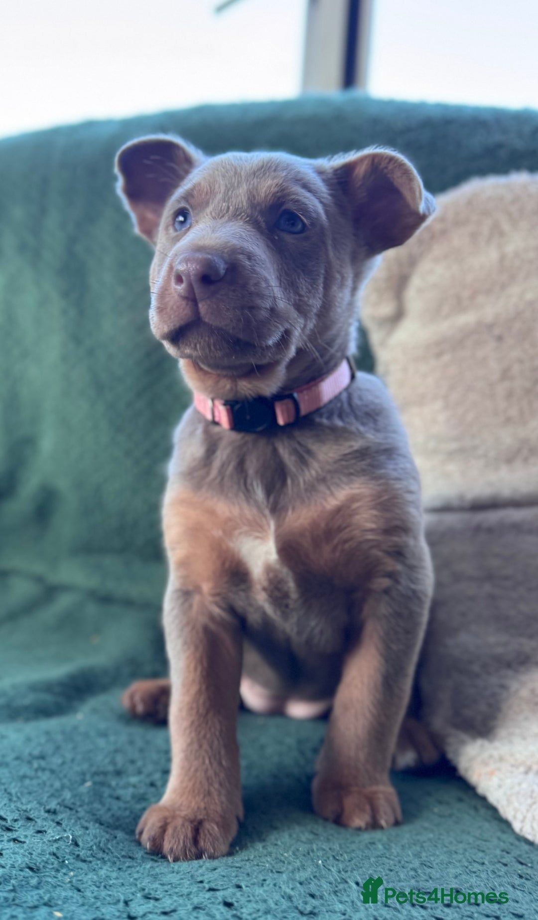Australian Kelpie dogs for sale: Australian Kelpie Puppies WKC Registered - Image 38