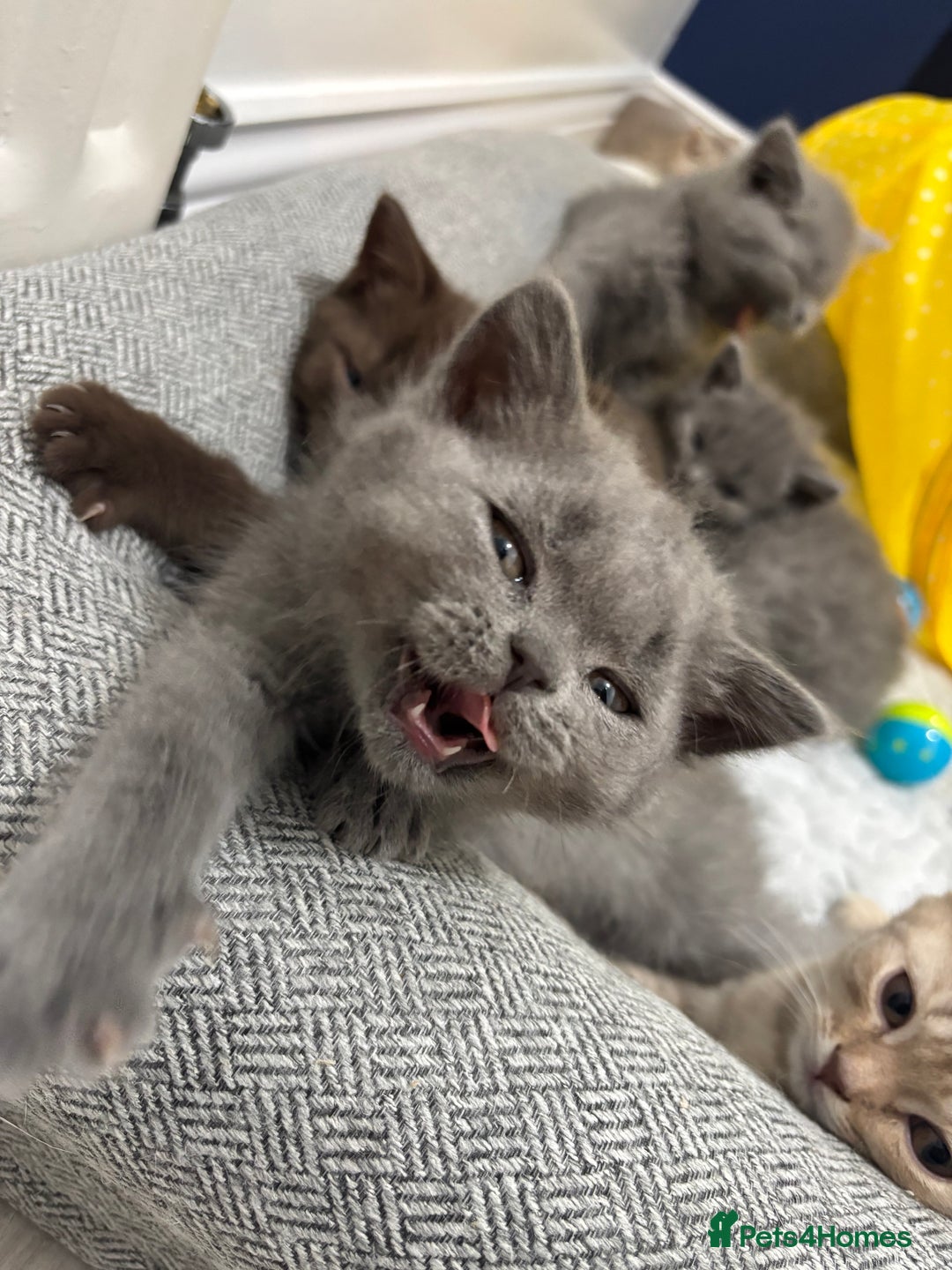 Scottish Fold cats for sale: British shorthair x Scottish fold kittens - Advert 3