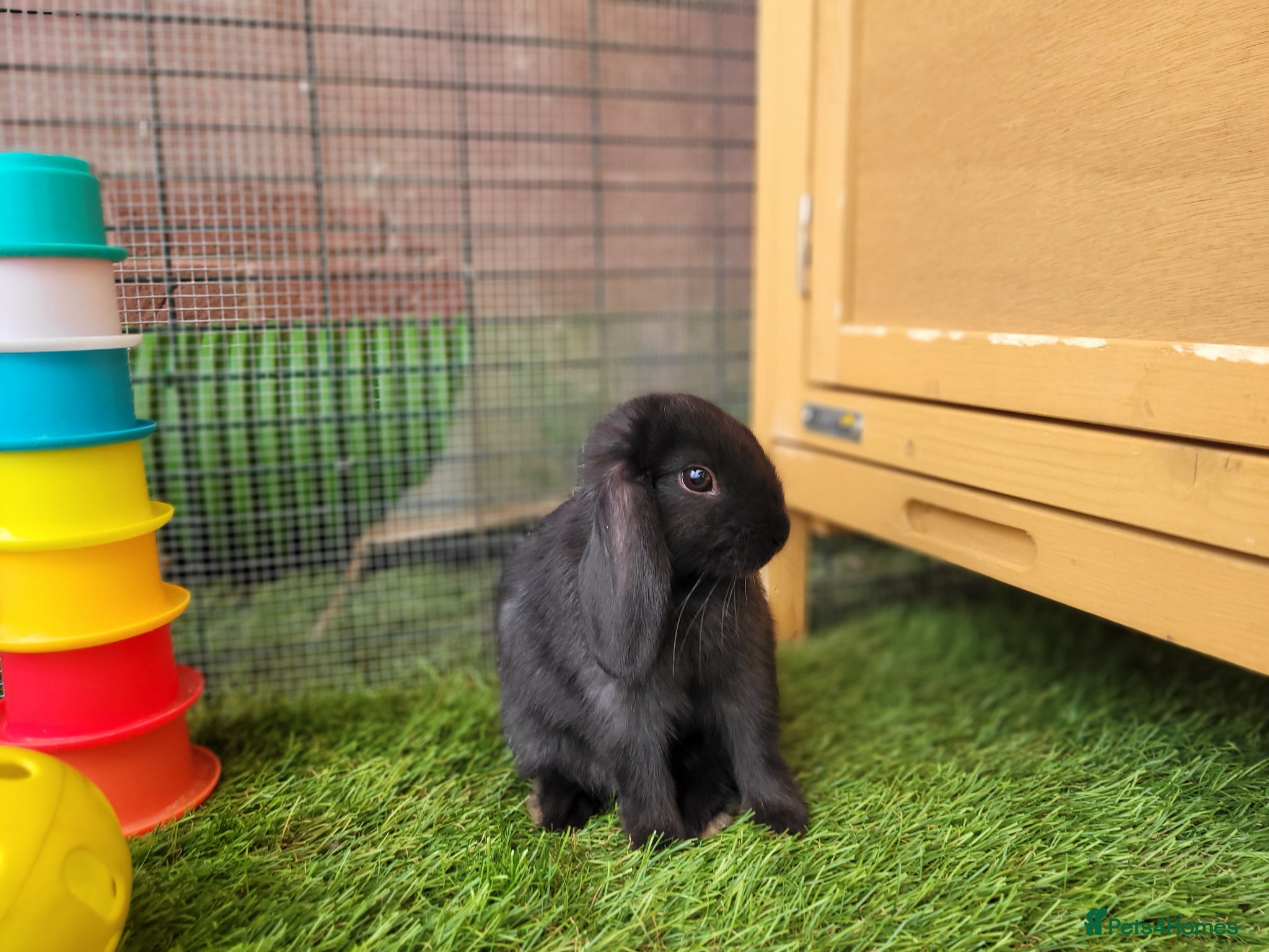 Mini Lop rabbits for sale: Adorable Mini Lop Mix Rabbits - READY JUNE 11TH - Advert 16