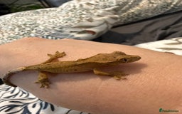 Gecko reptiles for sale: High End Various Crested Geckos for Sale - Advert 11