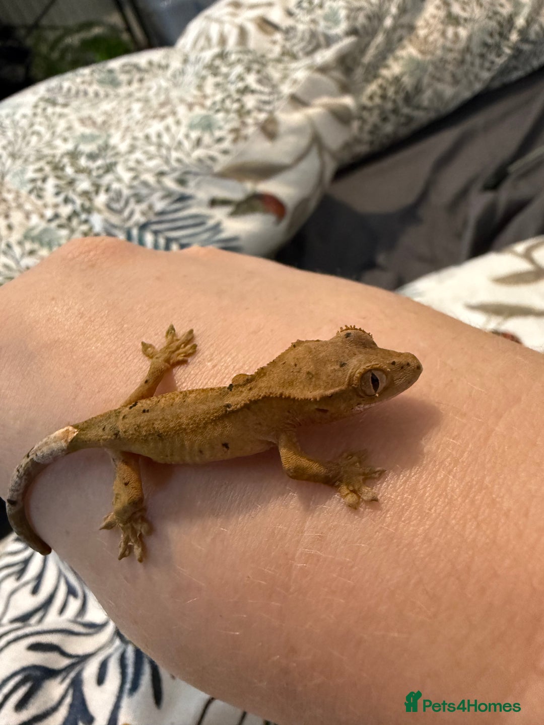 Gecko reptiles for sale: High End Various Crested Geckos for Sale - Advert 11