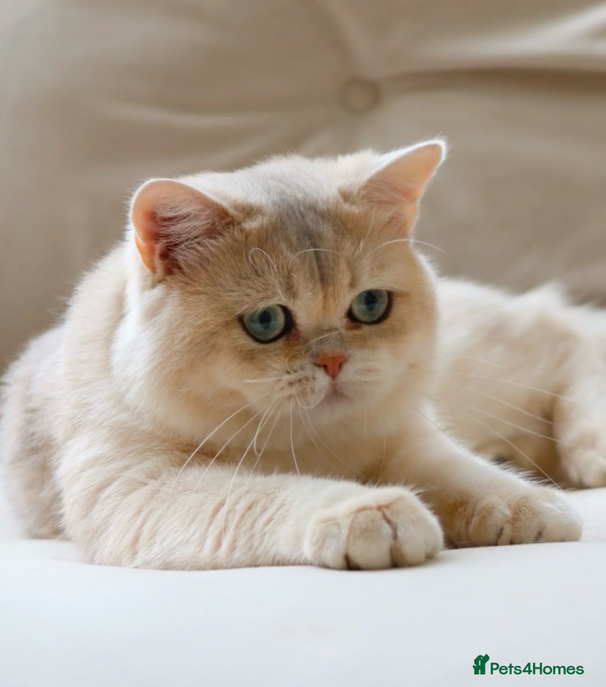 British Shorthair cats 6 gorgeous golden chocolate litter  - Advert 3
