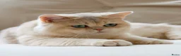 British Shorthair cats for sale: 6 gorgeous golden chocolate litter  - Advert 1