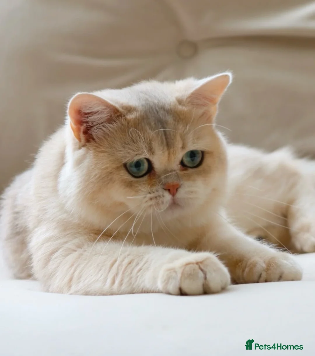 British Shorthair cats for sale: 6 gorgeous golden chocolate litter  - Advert 1