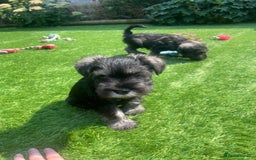 Miniature Schnauzer dogs for sale: Adorable miniature schnauzers  - Image 12