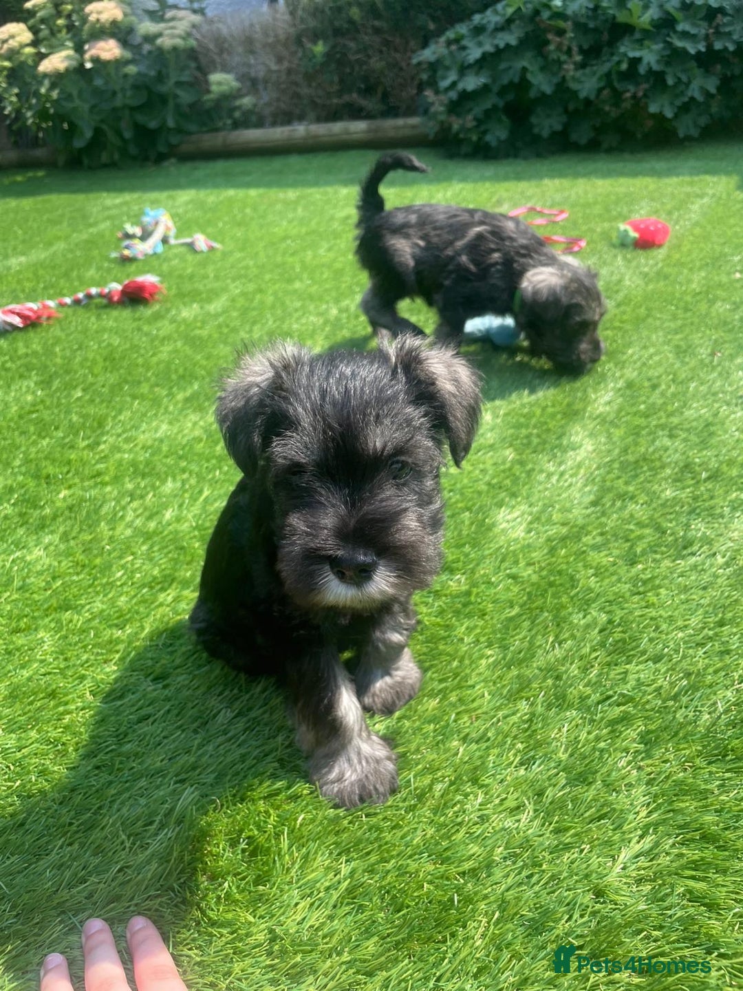 Miniature Schnauzer dogs for sale: Adorable miniature schnauzers  - Image 12