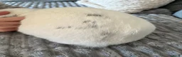 Mini Lop rabbits for sale: Mini lop buck - Advert 6