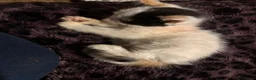 Mixed Breed cats for sale: Fluffy kittens ready now 8 weeks old - Advert 4