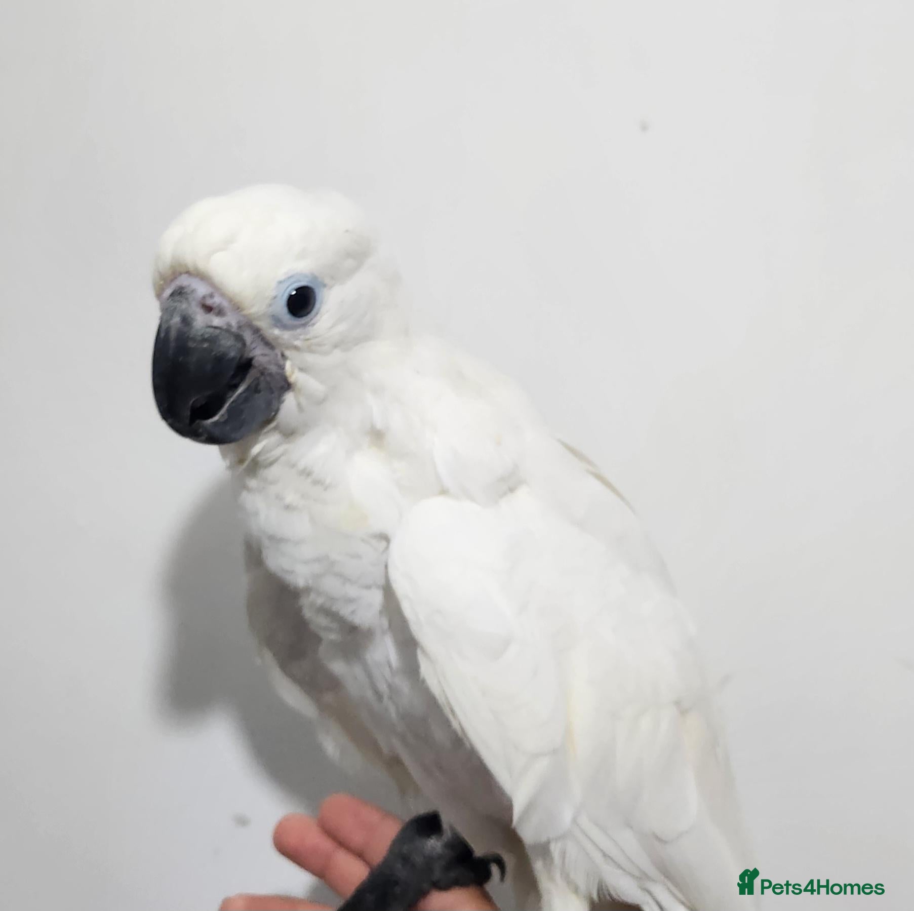 Cockatoo birds Baby umbrella cockatoo silly tame  - Advert 2