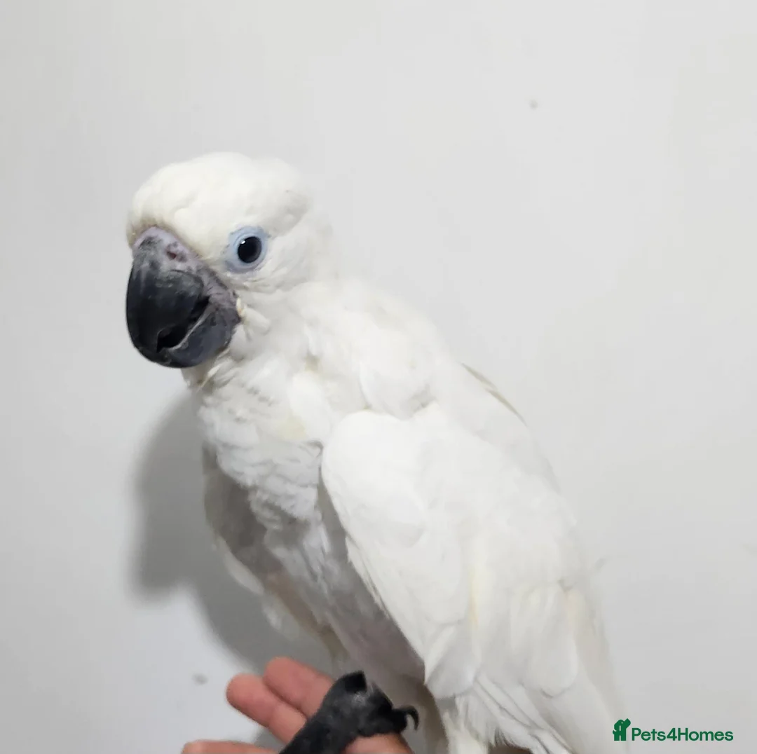Cockatoo birds for sale: Baby umbrella cockatoo silly tame  - Advert 2