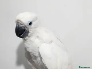Cockatoo birds Baby umbrella cockatoo silly tame - Advert 2