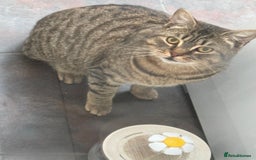 Mixed Breed cats for sale: Male and female cat - Image 12