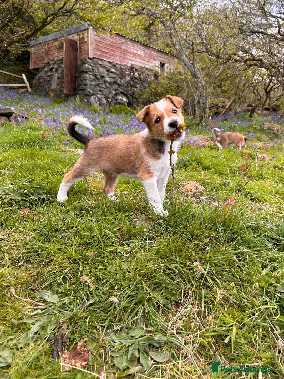 Mixed Breed dogs for sale: Collie pups (2 Male)   in Isle of Mull - Advert 1