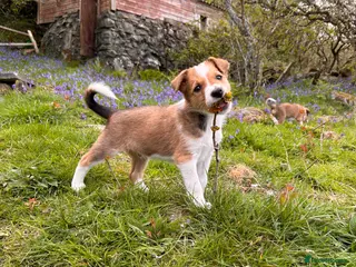 Mixed Breed dogs Collie pups (2 Male) - Advert 4