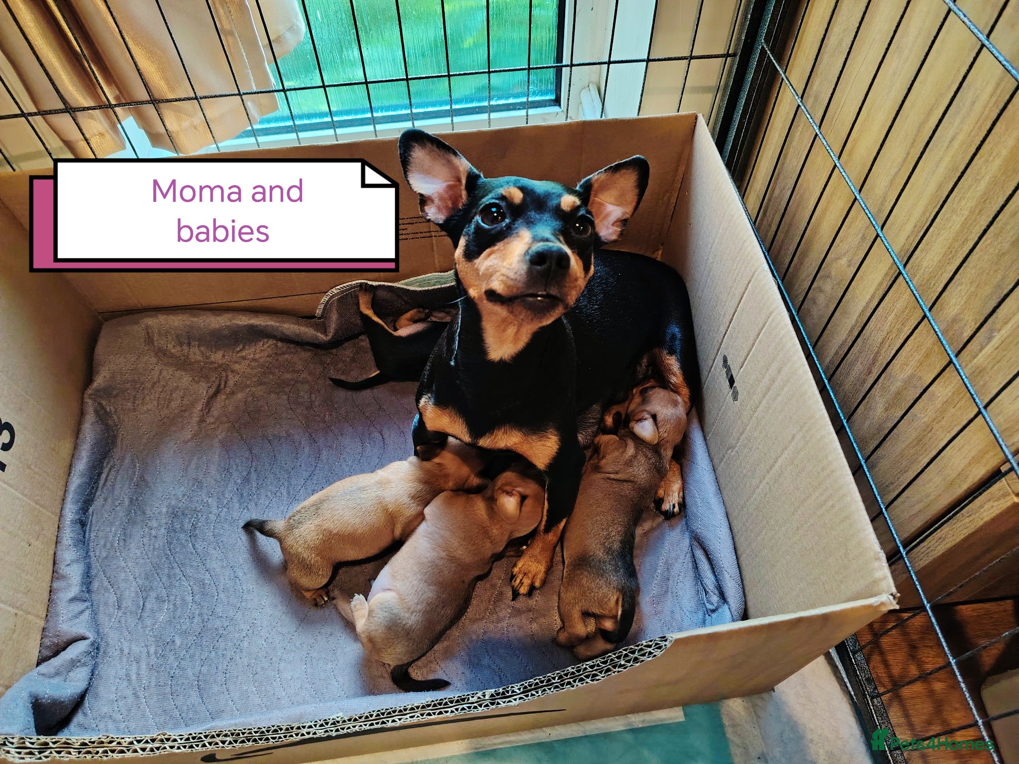 Miniature Pinscher dogs Beautiful Miniature Pincher puppies  - Advert 11