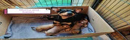 Miniature Pinscher dogs for sale: Beautiful Miniature Pincher puppies  - Advert 1