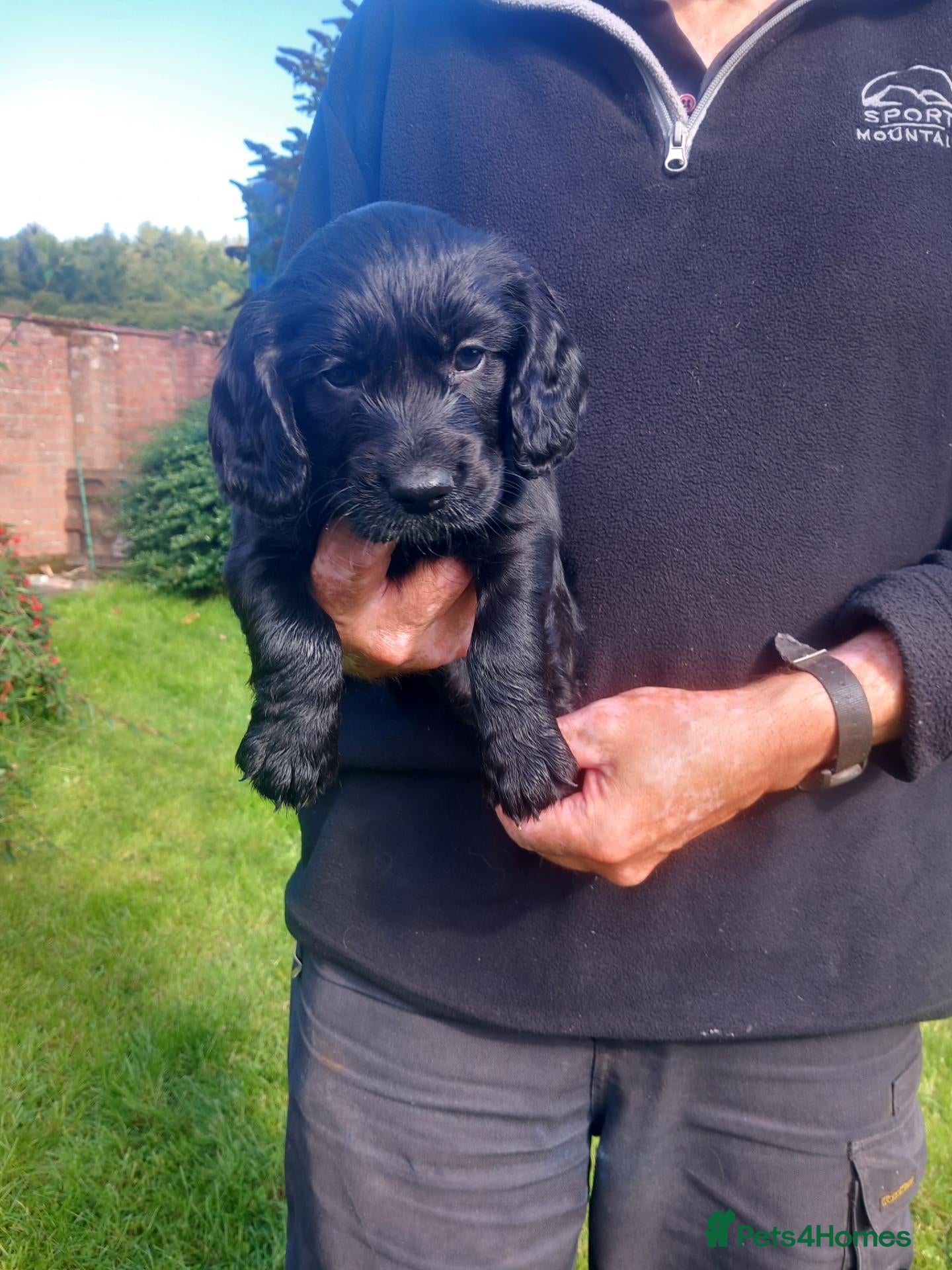 Cocker Spaniel dogs Working Cocker Spaniel Puppies - Advert 1
