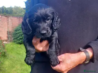Cocker Spaniel dogs Working Cocker Spaniel Puppies - Advert 1