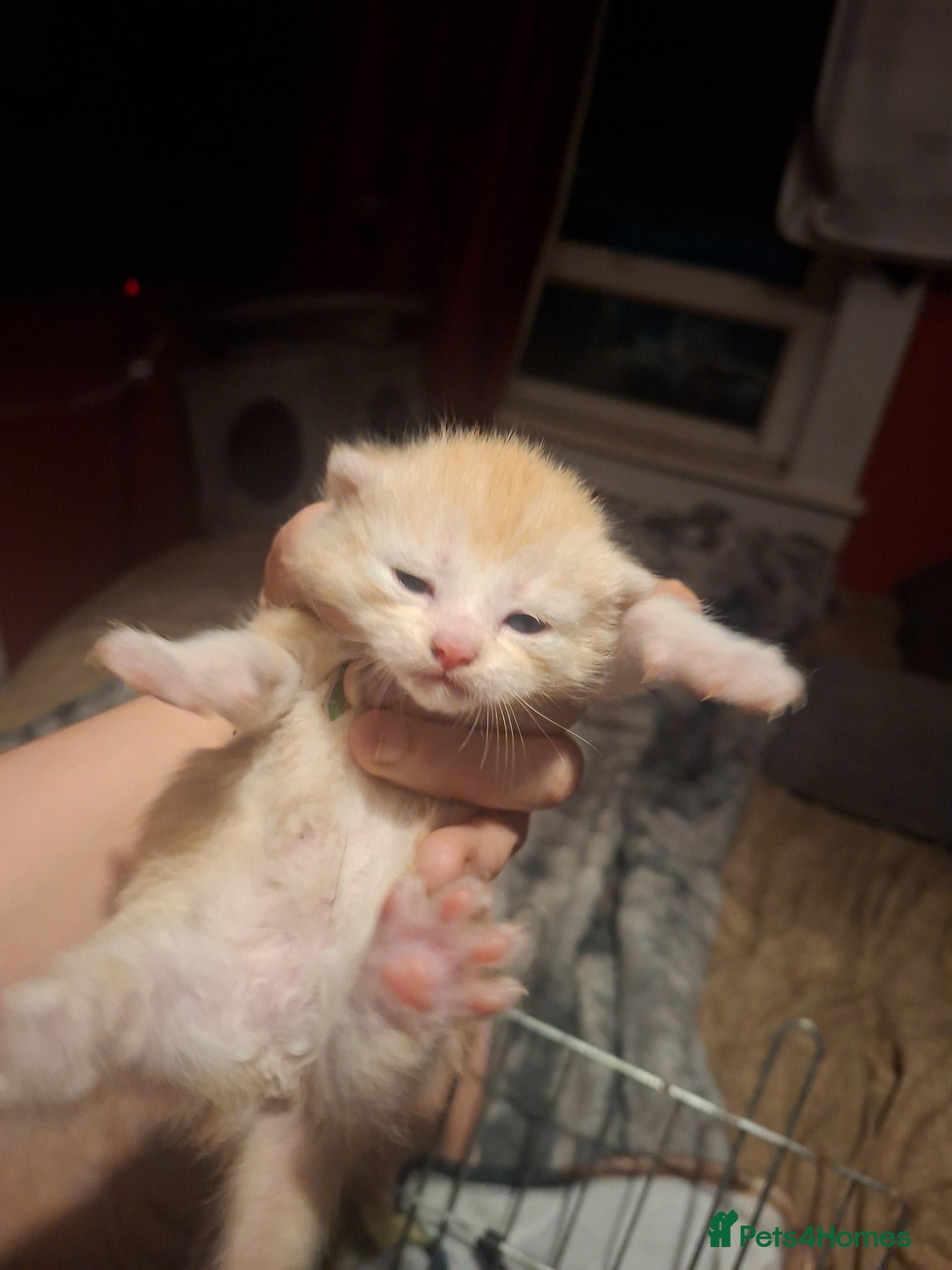 Mixed Breed cats 10 gorgeous kittens - Advert 1