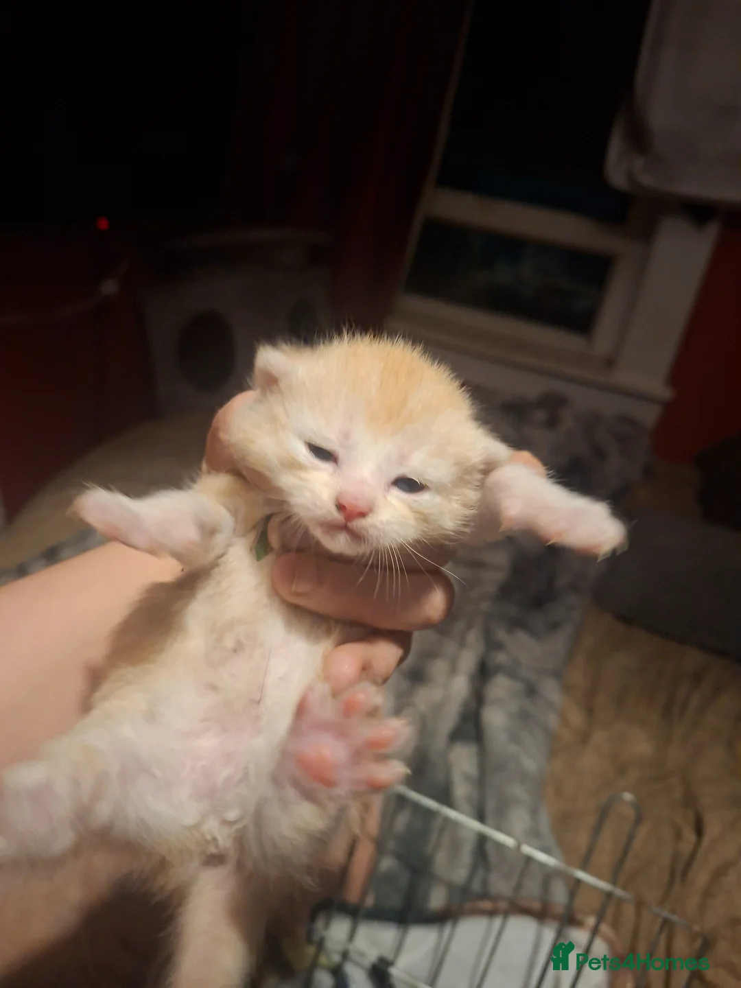 Mixed Breed cats for sale: 10 gorgeous kittens - Advert 1