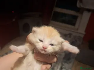 Mixed Breed cats 10 gorgeous kittens - Advert 1