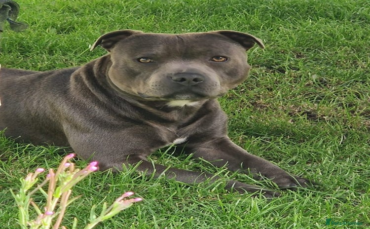 Staffordshire Bull Terrier dogs - Advert 1