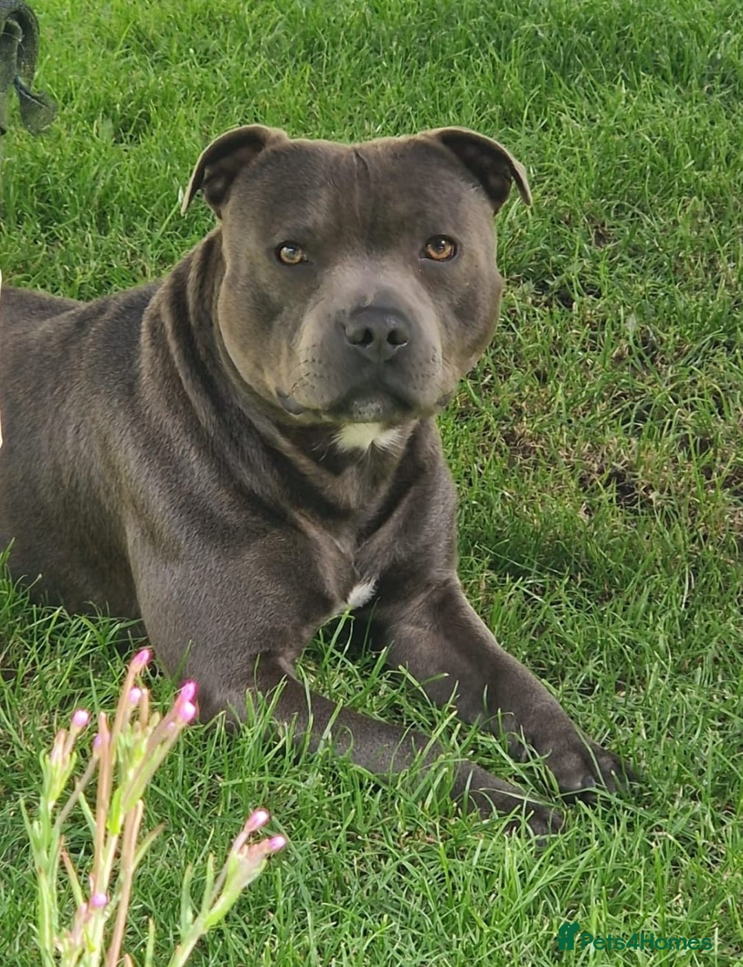 Staffordshire Bull Terrier dogs for stud:  Axel - Our KC Reg Beautiful Blue Stud  - Image 1