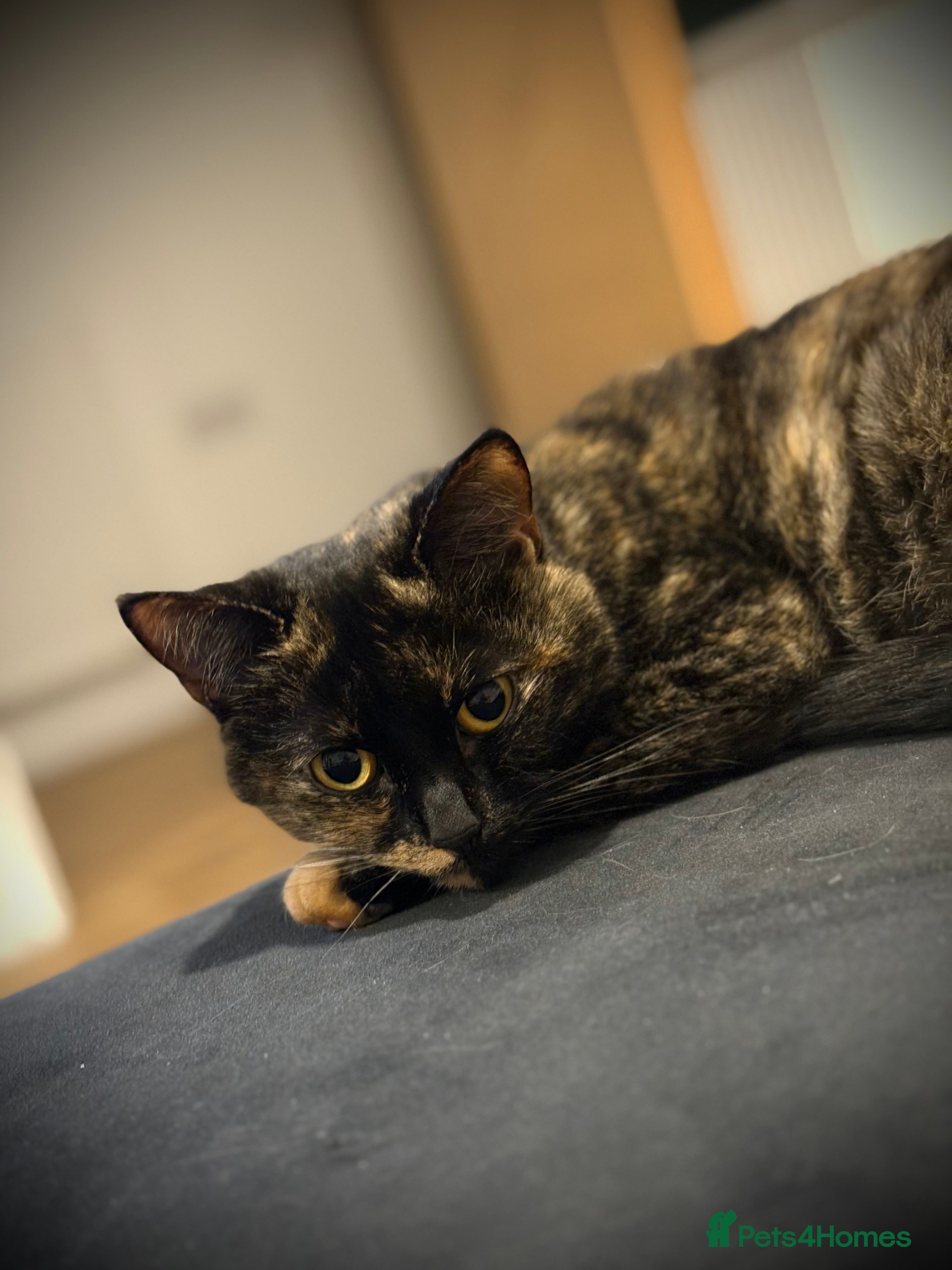 Mixed Breed cats Cuddly 4 year old female for sale - Advert 1