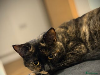 Mixed Breed cats Cuddly 4 year old female for sale - Advert 1
