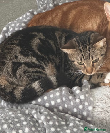 Bengal cats in Ellesmere Port - Advert 8