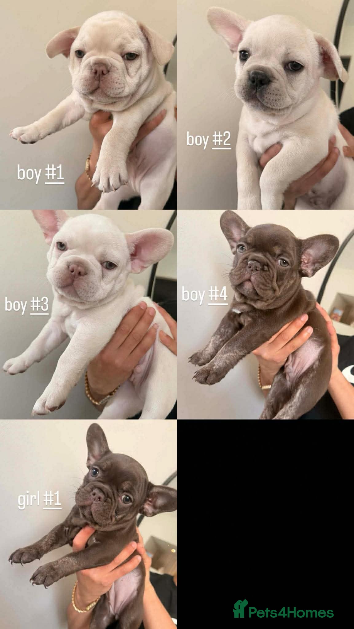 French Bulldog dogs French bulldog puppies  - Advert 1