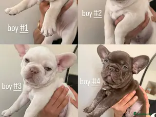 French Bulldog dogs French bulldog puppies - Advert 1