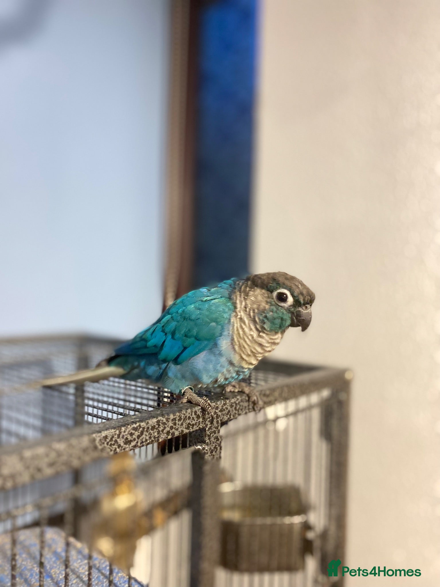 Conures birds Beautiful female conure looking for a loving home  - Advert 5
