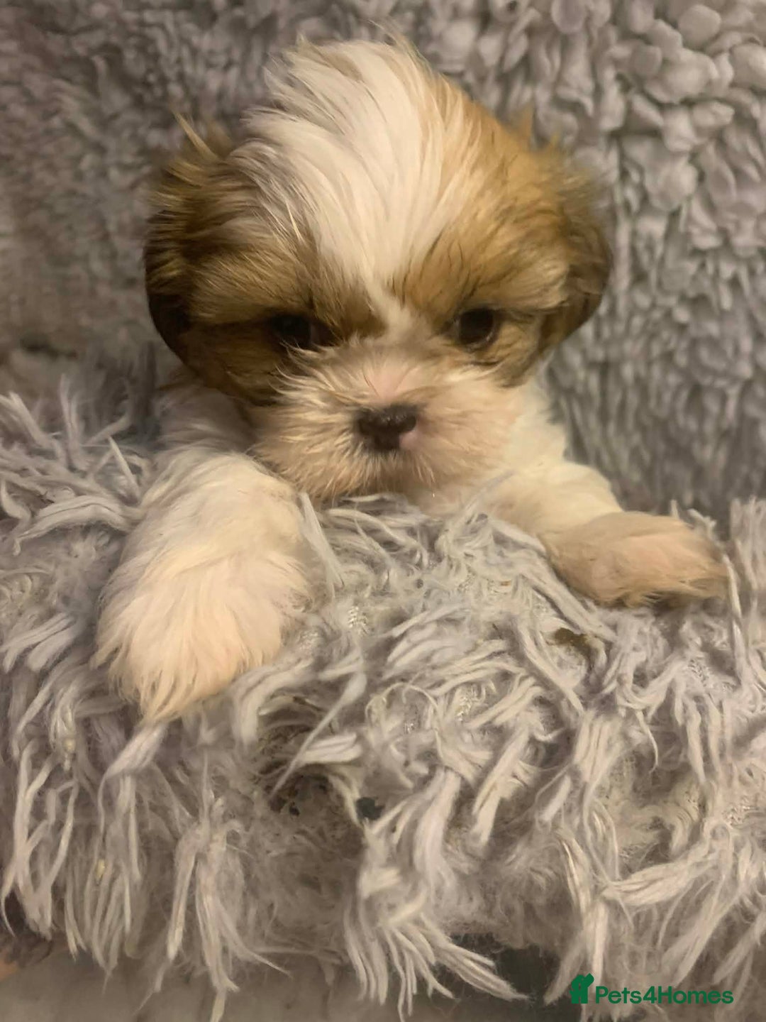 Shih Tzu dogs for sale: Shih Tzu puppies - pure!! - Advert 4