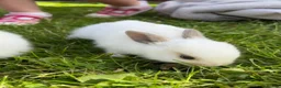 Mixed Breed rabbits for sale: Gorgeous mixed dwarf lop bunnies  - Advert 20