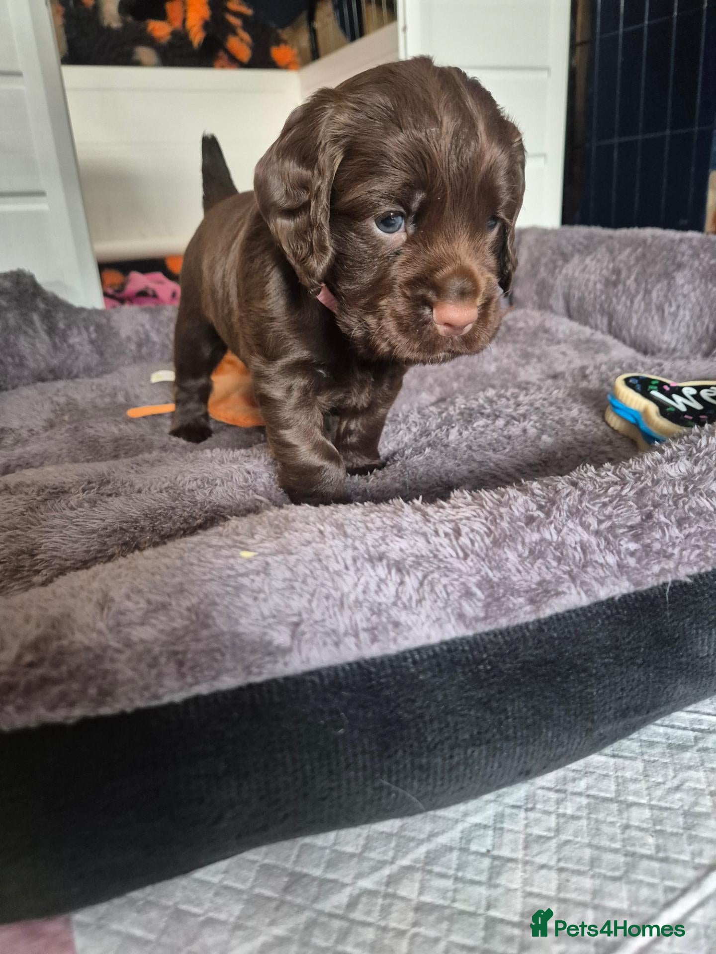 Cocker Spaniel dogs Chocolate Working Cocker Spaniel Puppies For Sale - Advert 1