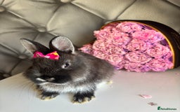 Netherland Dwarf rabbits for sale: rochelles_rabbits pure ND babies for sale - Image 4