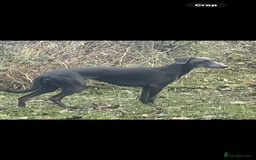 Whippet dogs for sale: 4 bedlington whippet cross whippet puppies  - Image 6