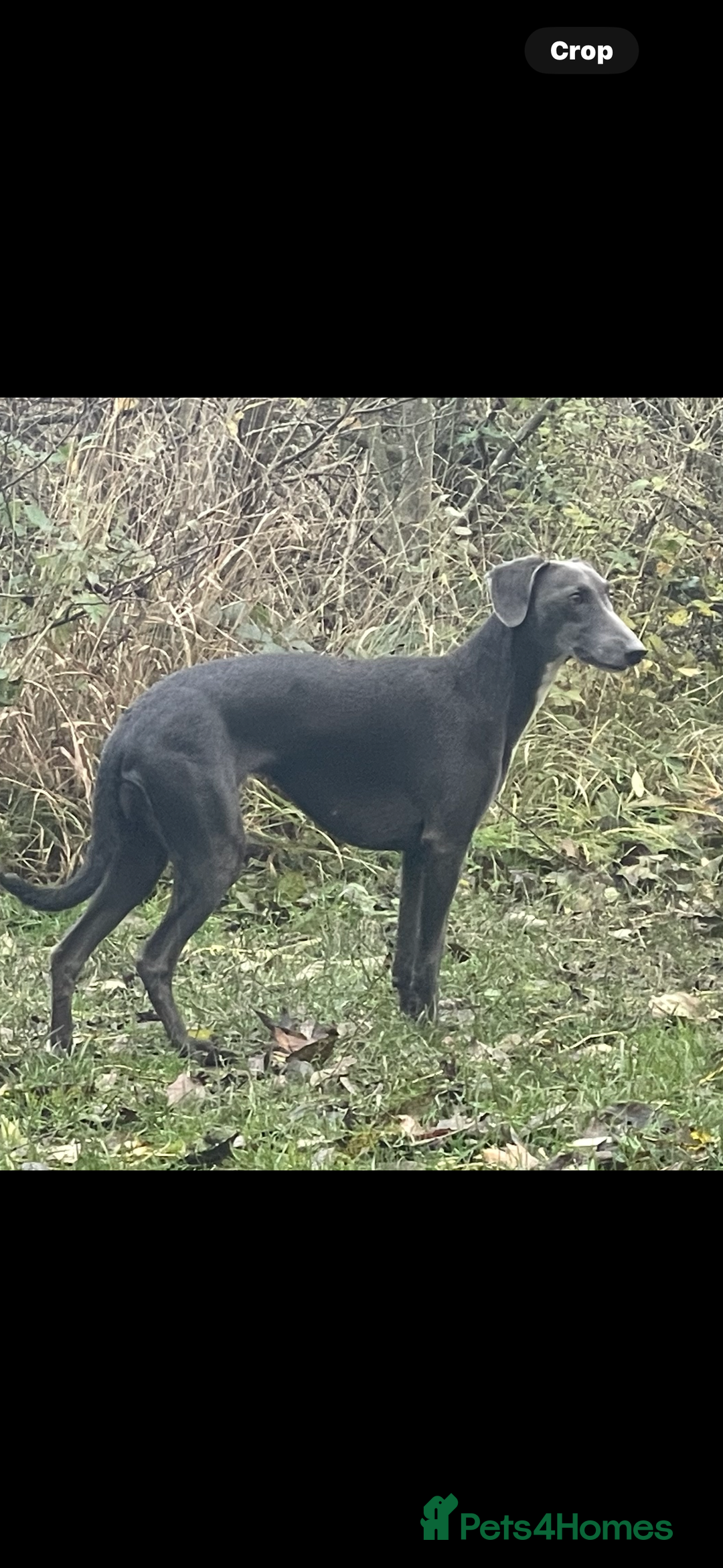 Whippet dogs for sale: 4 bedlington whippet cross whippet puppies  - Image 6