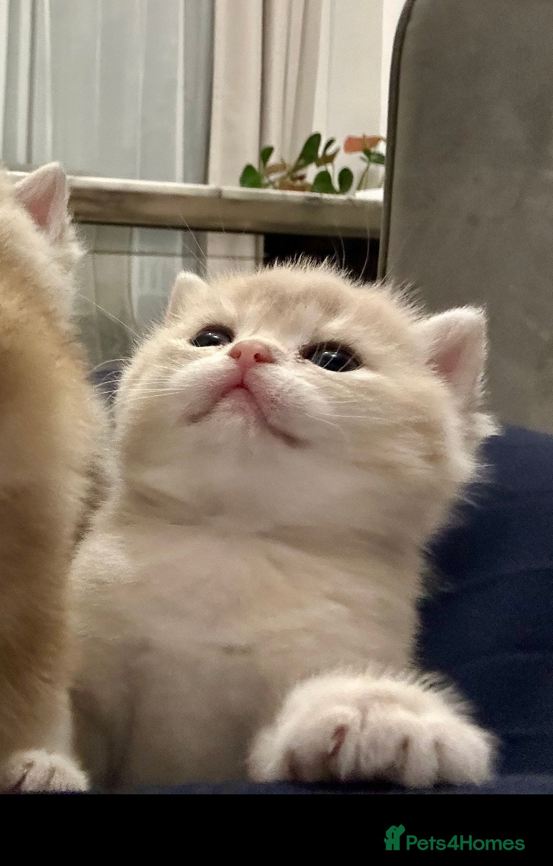 British Shorthair cats for sale: British Shorthair Golden & Bluegolden kitten GCCF - Image 13