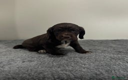 Cocker Spaniel dogs for sale: 4 beautiful cocker spaniel pups for sale - Image 3