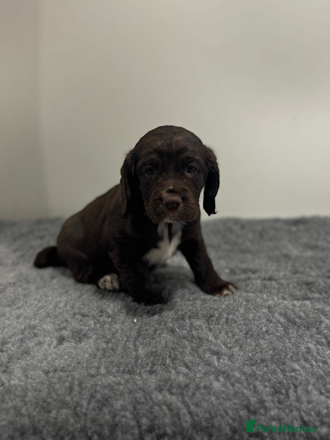 Cocker Spaniel dogs for sale: 4 beautiful cocker spaniel pups for sale - Image 3