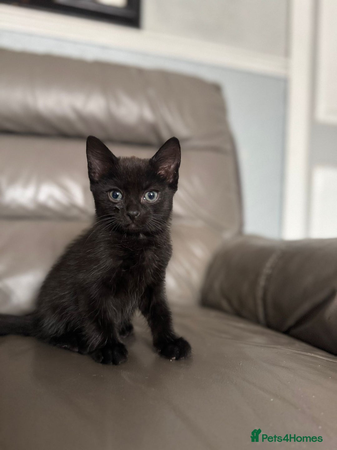 Mixed Breed cats for sale: 3 beautiful kittens! - Image 3