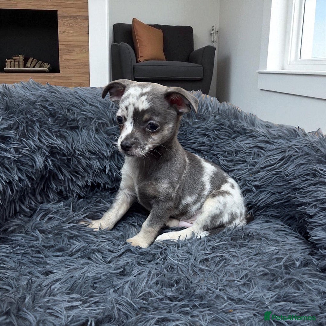 Chihuahua dogs for sale: Merle Chihuahua Puppys - Image 2