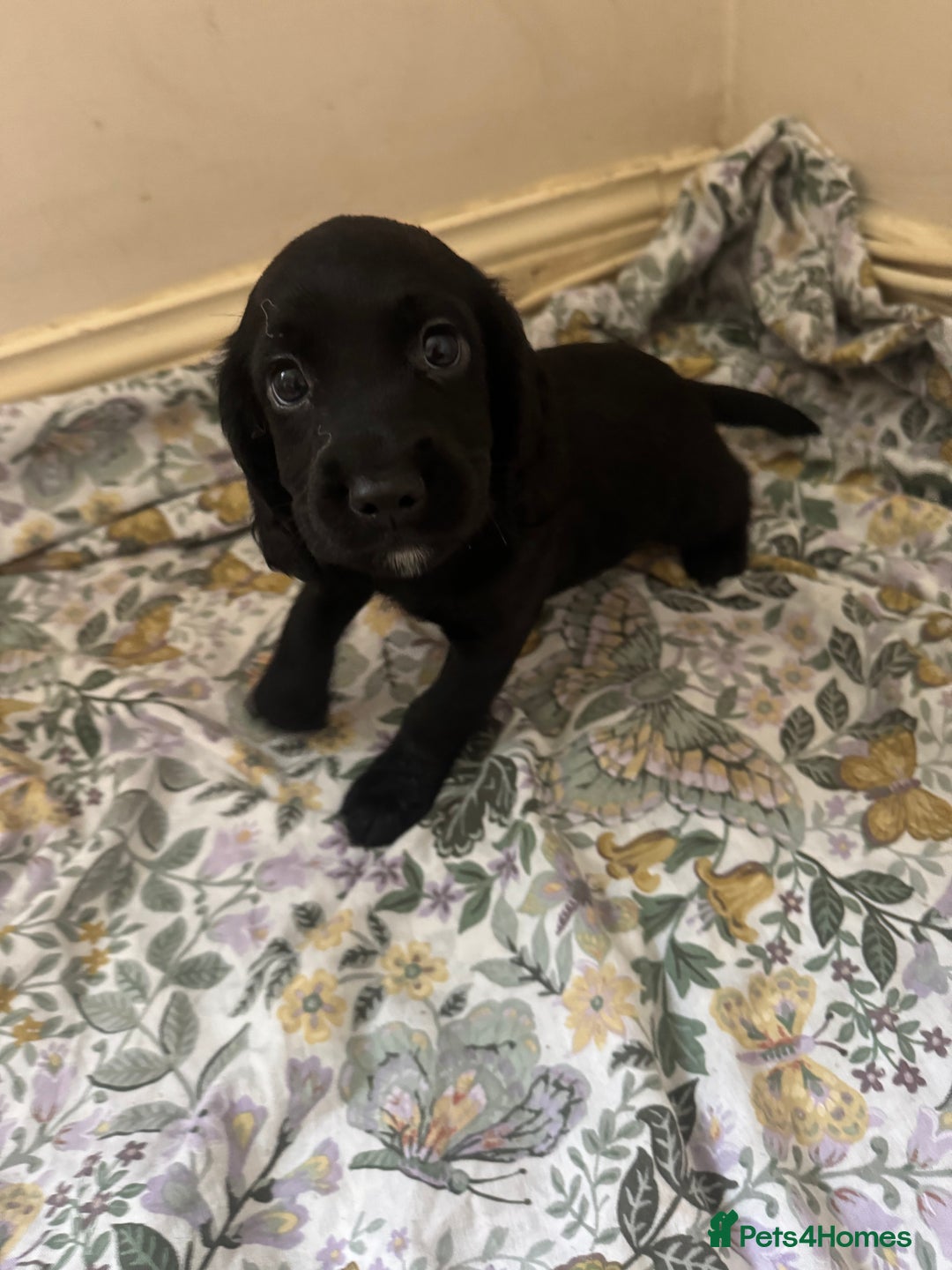 Cocker Spaniel dogs for sale: REDUCED KC Cocker Spaniel Boy £700 - Image 9