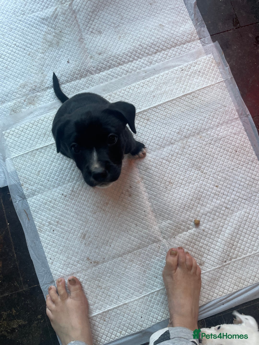 Mixed Breed dogs for sale: Aussie shepherd/staffy - Image 9