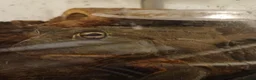 Frog reptiles for sale: Giant African bullfrog (TREVOR) - Advert 8
