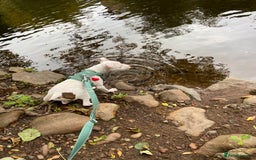 Mixed Breed dogs for sale: Lottie - Image 5