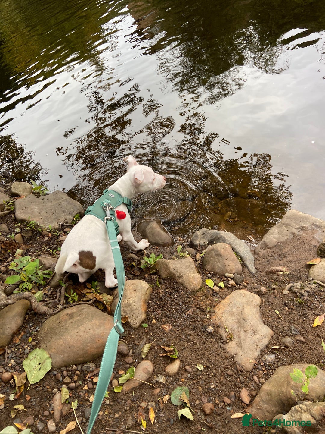 Mixed Breed dogs for sale: Lottie - Image 5