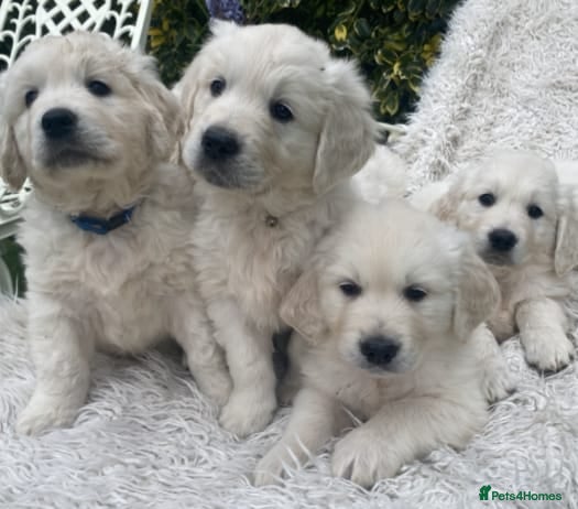 Golden Retriever dogs for sale: Golden retriever puppies ready today - Advert 2